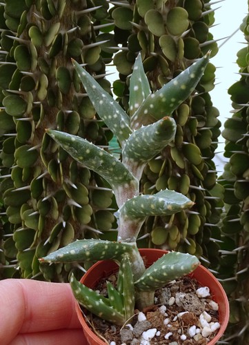 Aloe arenicola cactus kakteen - arenicola,