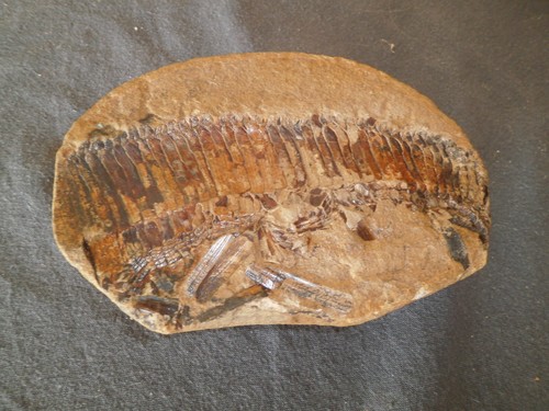 Fossile poisson madagascar - fossile,