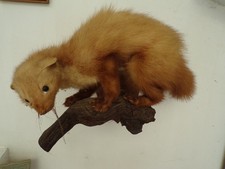 Taxidermie   fouine furet sur