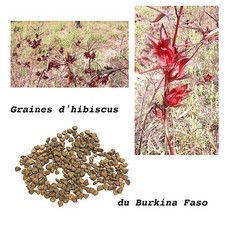 Graines Hibiscus Bissap 5 gr