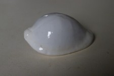 collection coquillage OVULA OVUM PORCELAINE 74mm NOUVELLE CALEDONIE