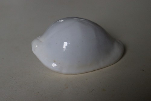 Collection coquillage ovula - collection,