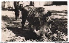 ASHP12-0748-ANIMAUX - LA FAUNE AFRICAINE - UN PHACOCHERE