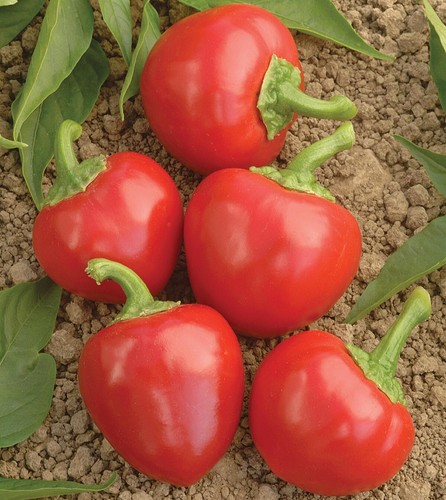 Lot graines de piment - lot, 25