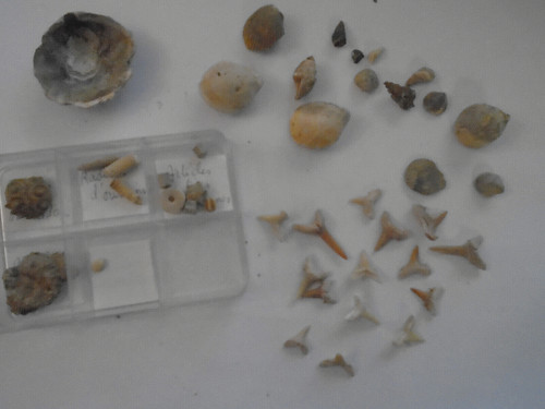 Fossiles dents de requins - n°3:dents,