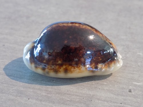 Coquillage new cypraea - :,