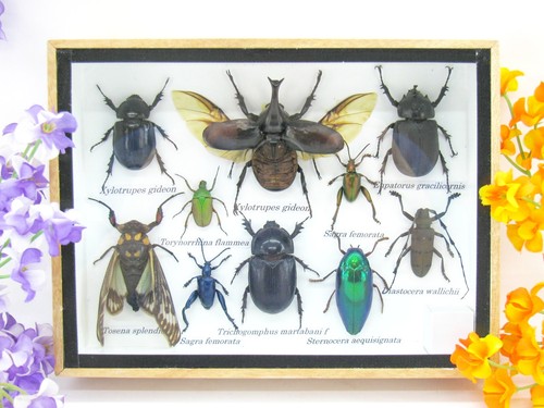 Insectes exotiques réel - insectes,