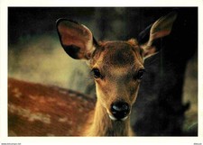 Animaux - Cervidés - Biche -