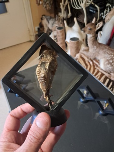 Moineau japon préservé - du,