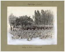 Persia, Attelage de charrue à 5 paires de boeufs  Vintage albumen print, provena
