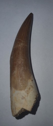 Belle dent fossilisée - , de