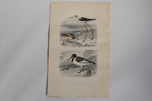 Gravure buffon échasse - gravure,