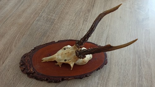 Véritable crâne vintage avec