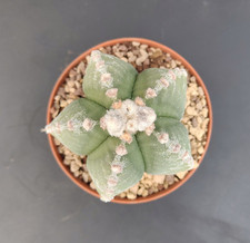 Astrophytum myriostigma