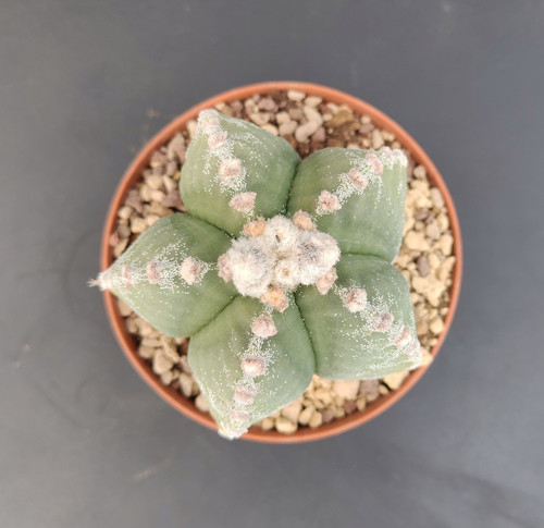 Astrophytum myriostigma