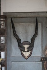Trophée de corne d'antilope