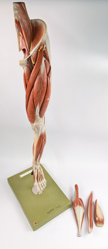 Vtg somso anatomical leg - somso, model