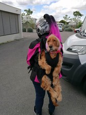 sac a dos de transport pour chien