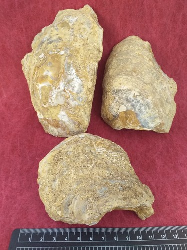 Ostrea crassissima lot de - ostrea,
