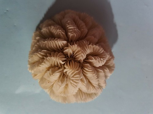 Corail blanc pour - , aquarium