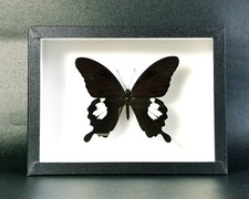 Véritable Papillon : Papilio helenus - (insecte entomologie taxidermie, tableau)