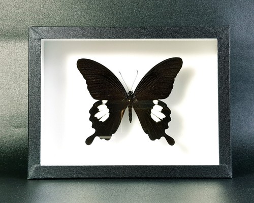 Véritable papillon papilio - véritable,