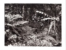 Tahiti. Gauthier.Splendeur de la Végétation Tahitienne.Photo Originale 18x23,5cm