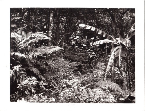 Tahiti gauthier splendeur de - tahiti.,