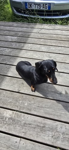 Chiens teckel nain - chiens,