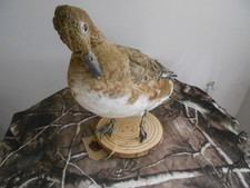 taxidermie canard siffleur américain 
