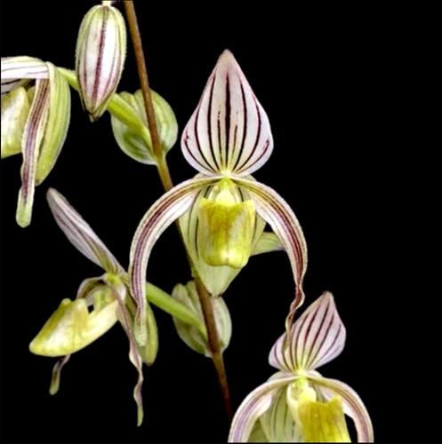 Paphiopedilum randsii species - paphiopedilum,