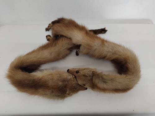Ancienne etole renard - ancienne, col
