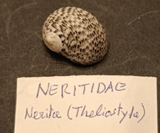 coquillage NERITA Theliostyla, spécimen magnifique et rare