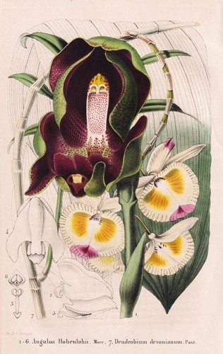 Anguloa dendrobium orchidée - anguloa,