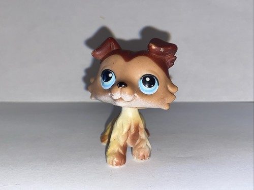 Petshop chien colley 58 - petshop,