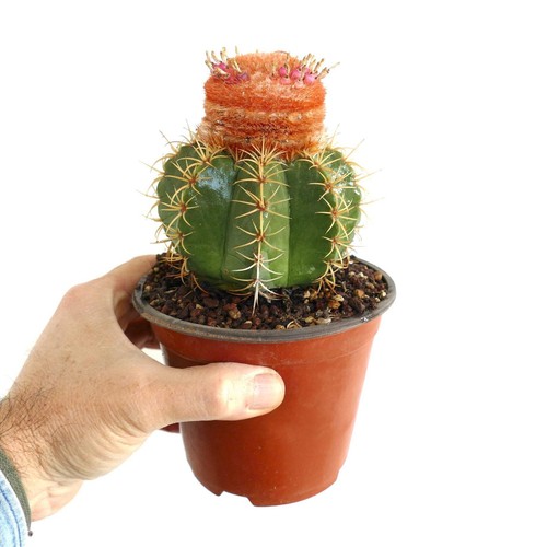 Melocactus mathanzanus sub