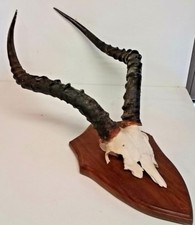 Taxidermie, Trophée de chasse avec crane de sur plaque en chêne 