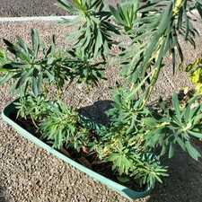 Euphorbia characias - Euphorbe