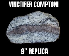 Vinctifer Comptoni