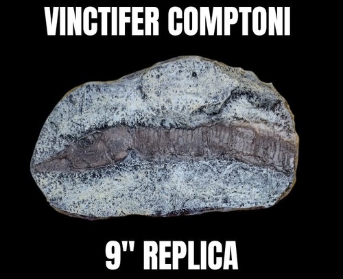 Vinctifer comptoni - vinctifer,