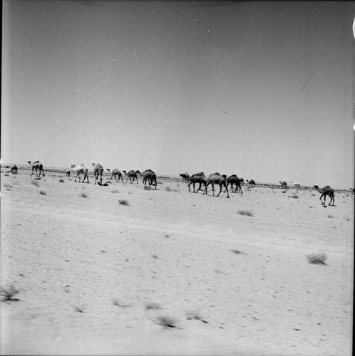 Caravane chameaux 1960 - chameaux,