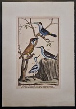Estampe colorée planche