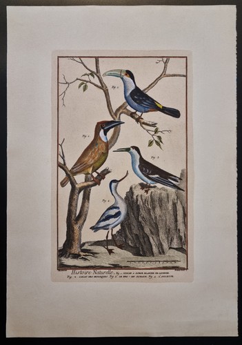 Estampe colorée planche