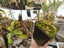 Nepenthes spectabilis "Giant" - big plant
