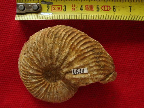 Ammonite oxfordien - de, l'oxfordien