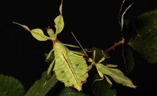 Œufs de Phasme Feuille  –