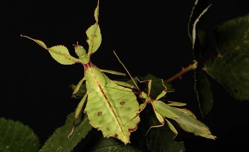 œufs phasme feuille - Œufs, de
