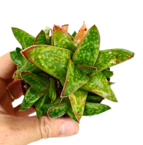 Gasteria mumba ex specks - cv,