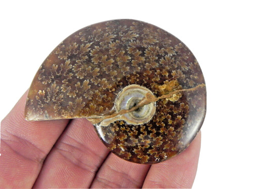 55g fossil - in,,