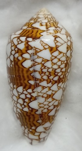 Conus textile - conus,